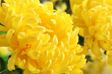 Flor de Nacimiento para el Mes de Noviembre - El Crisantemo